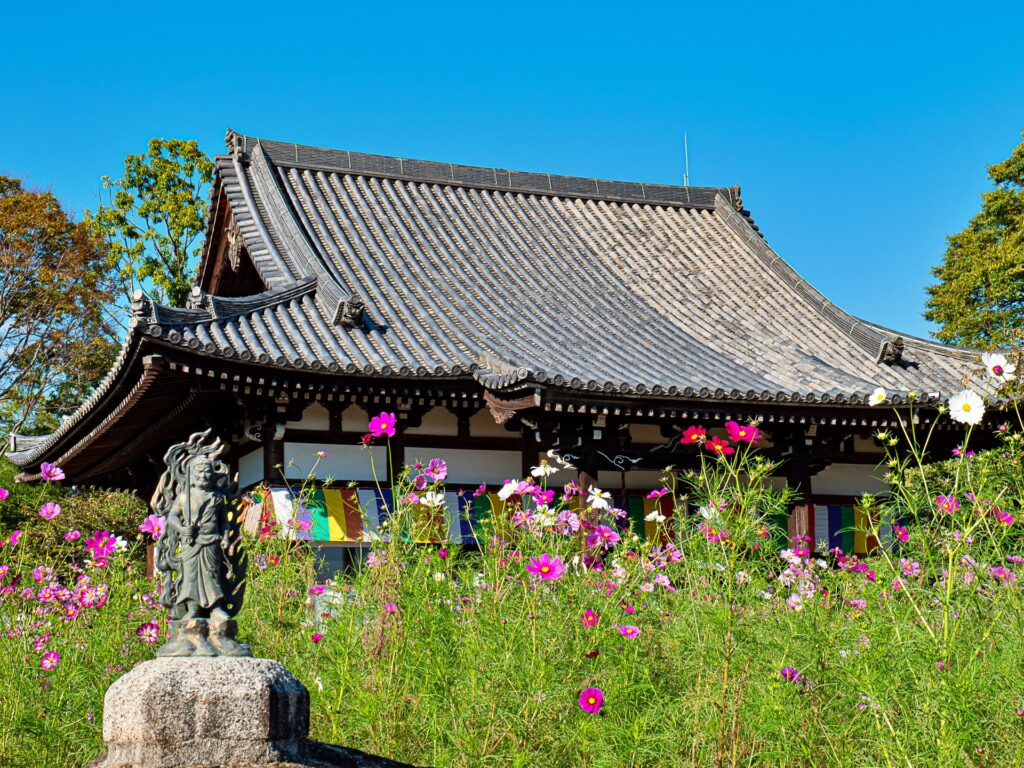 般若寺　コスモスと本堂