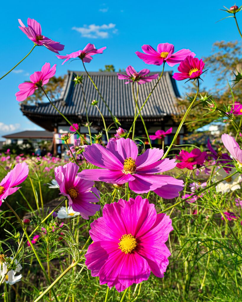 般若寺　本堂とコスモス