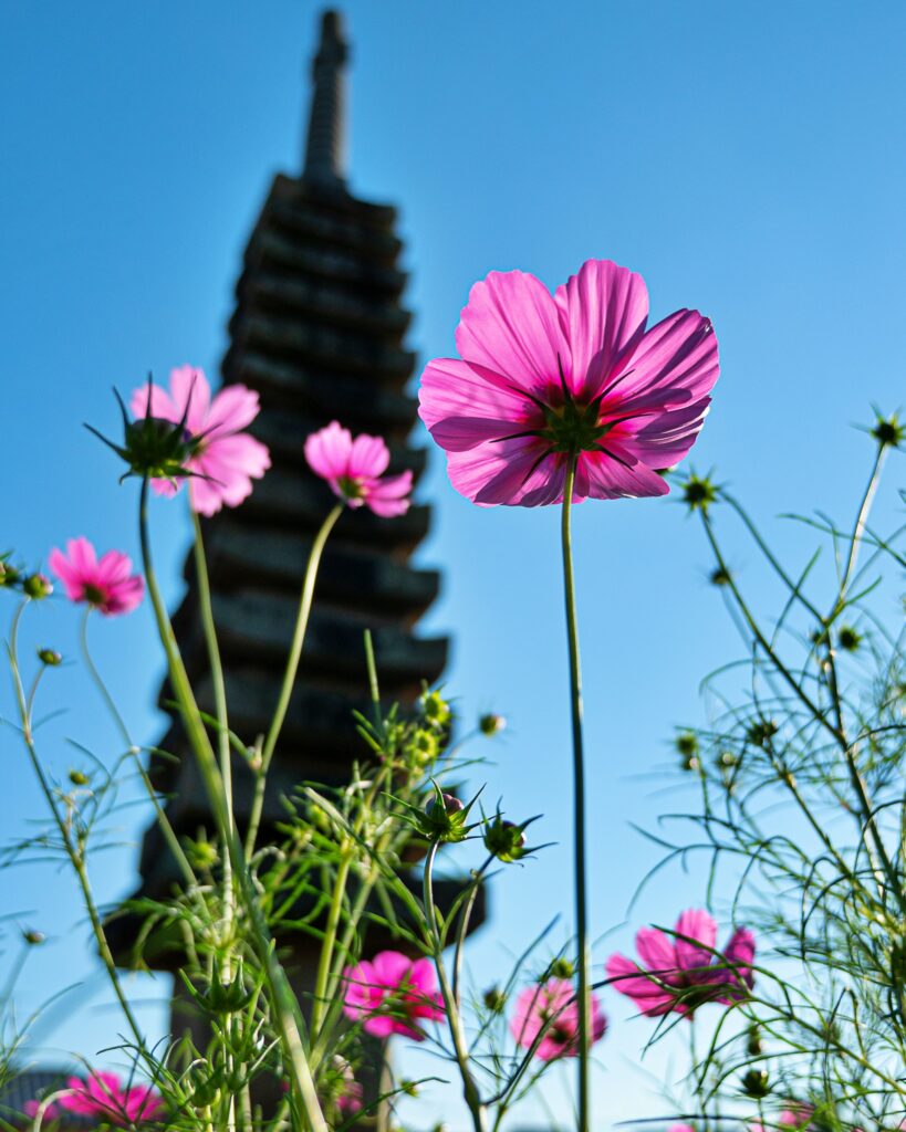 般若寺　十三重石宝塔とコスモス