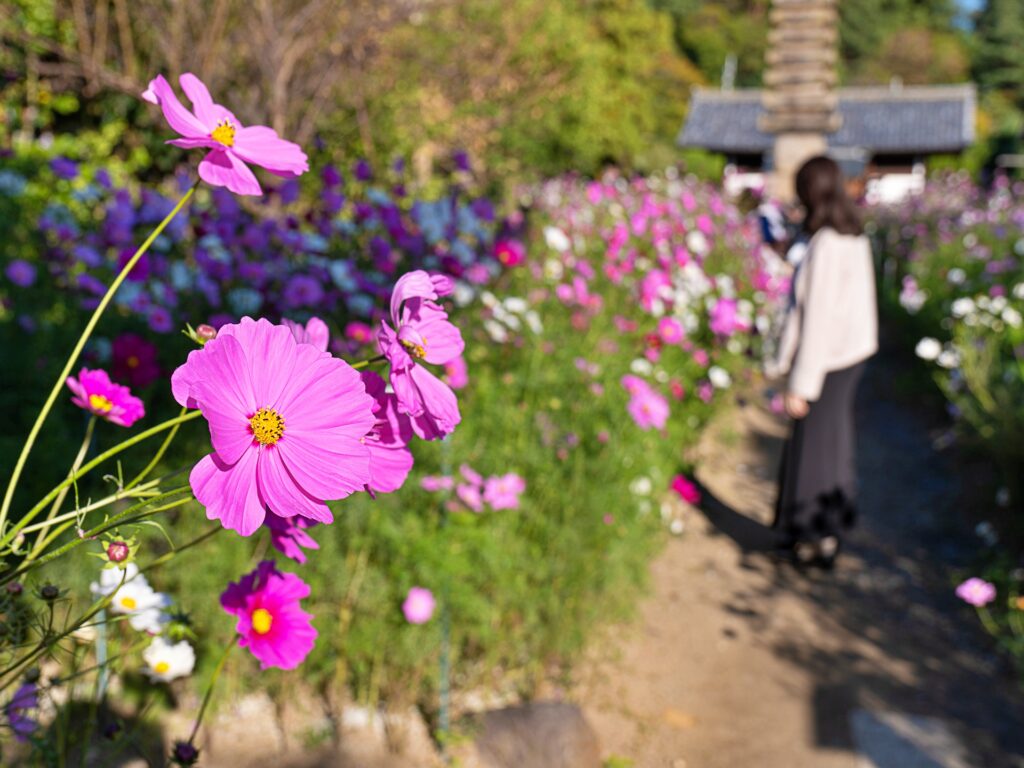 般若寺　コスモス