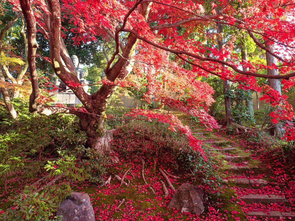 栄摂院　紅葉