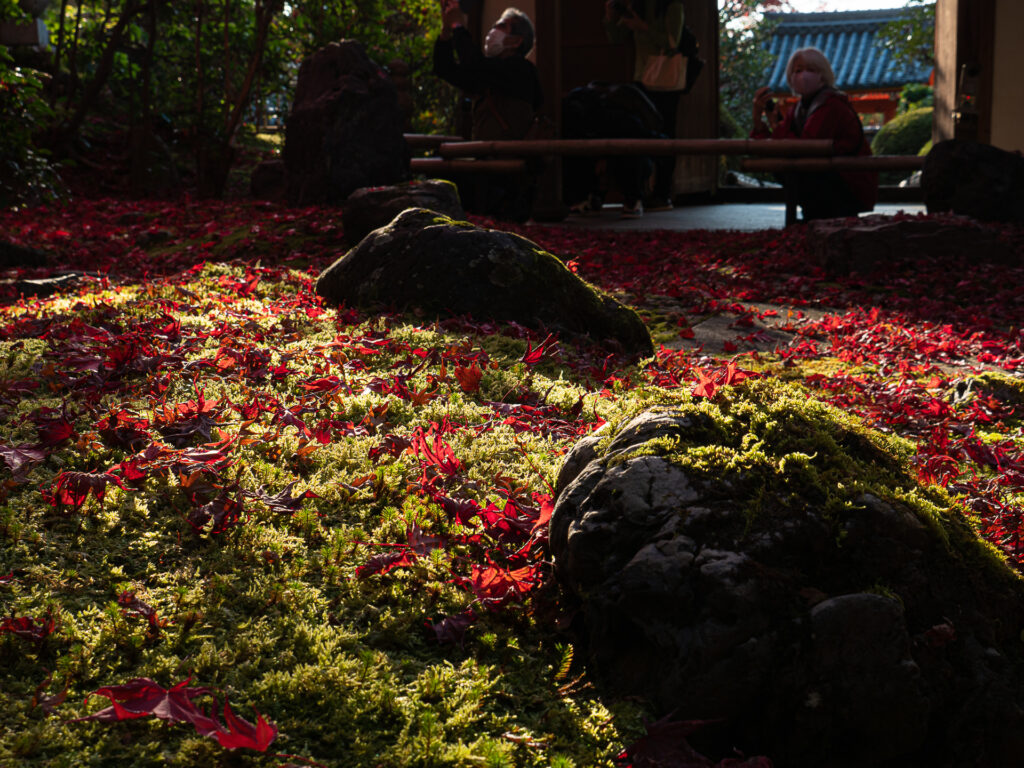 栄摂院の紅葉　散り紅葉