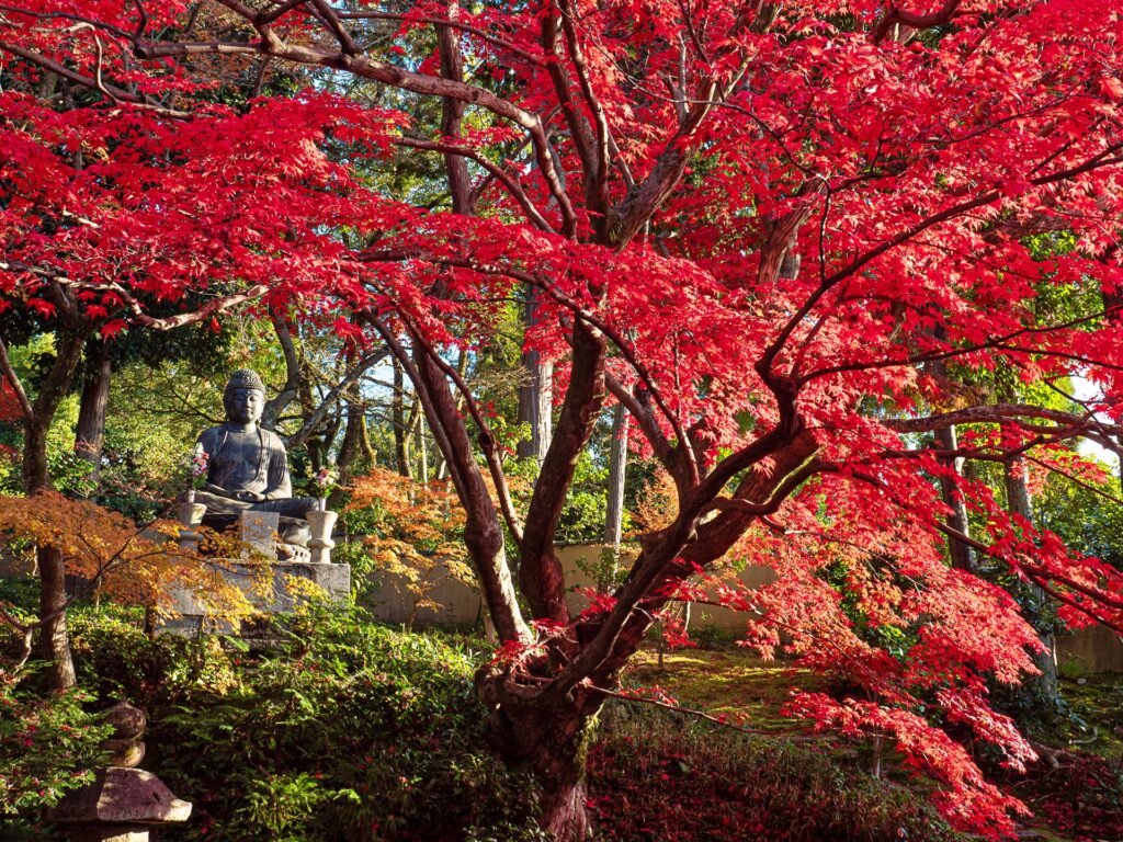 栄摂院の紅葉