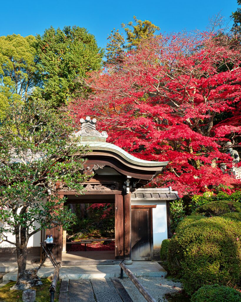 栄摂院の紅葉　唐門