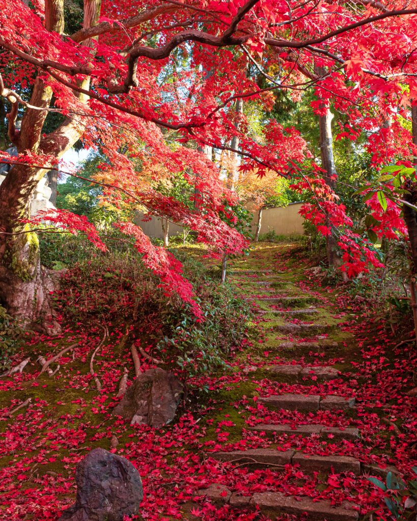 栄摂院　紅葉