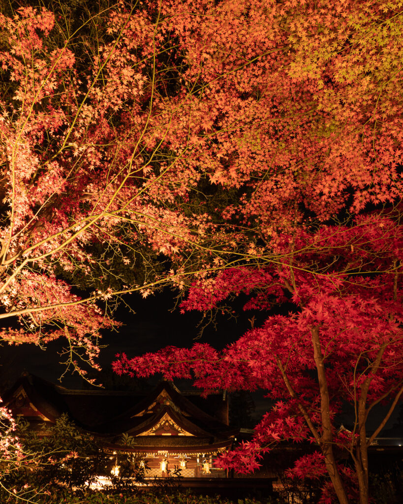 北野天満宮　紅葉ライトアップ　御本殿