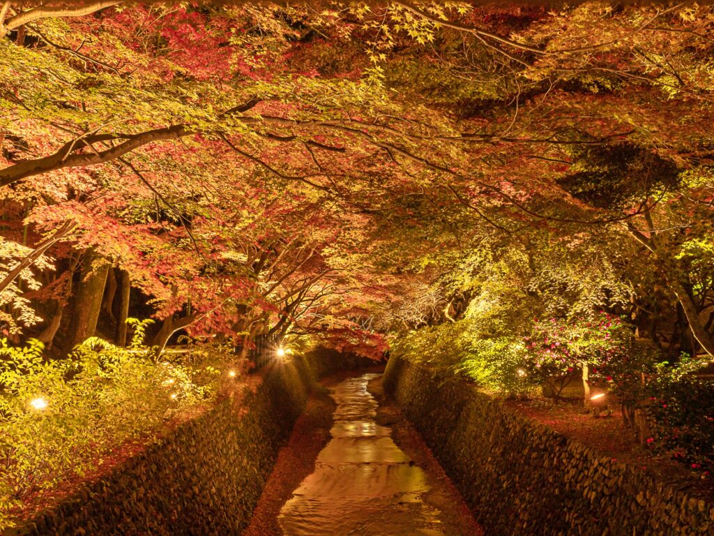 北野天満宮　紅葉ライトアップ