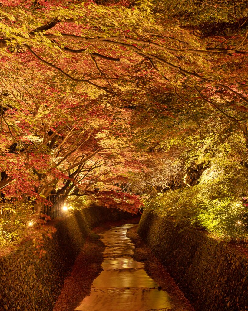 北野天満宮　紅葉ライトアップ　紙屋川