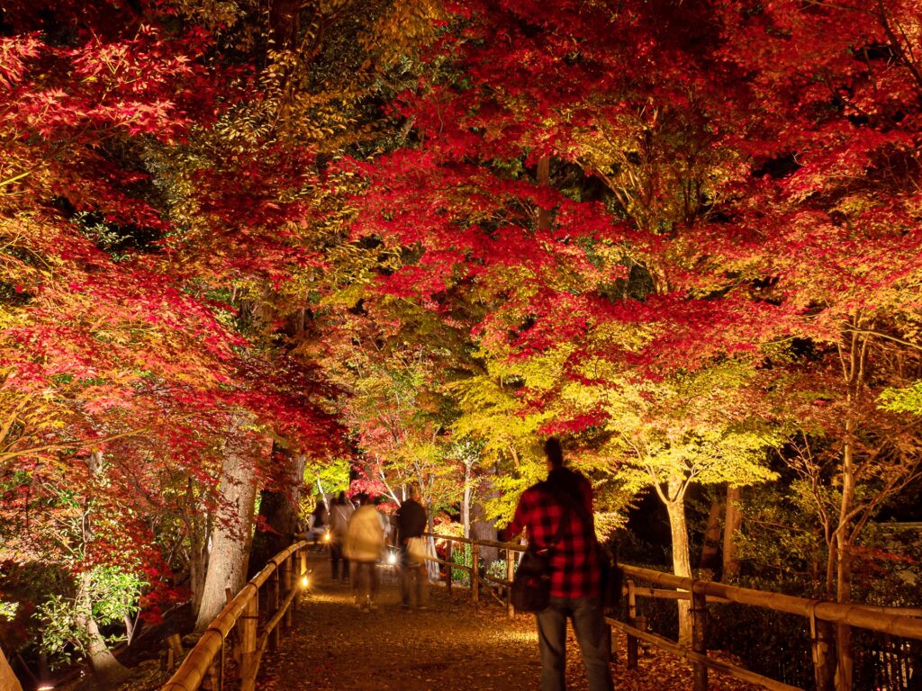 北野天満宮　紅葉ライトアップ