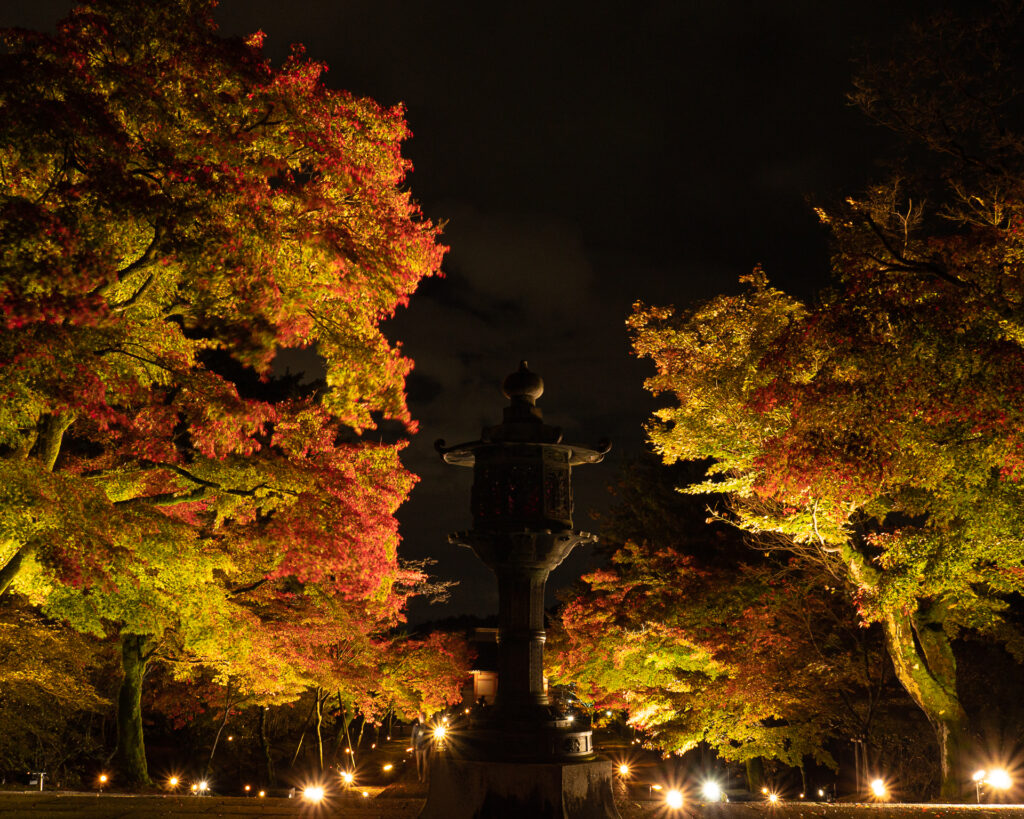 仁和寺　紅葉ライトアップ　参道