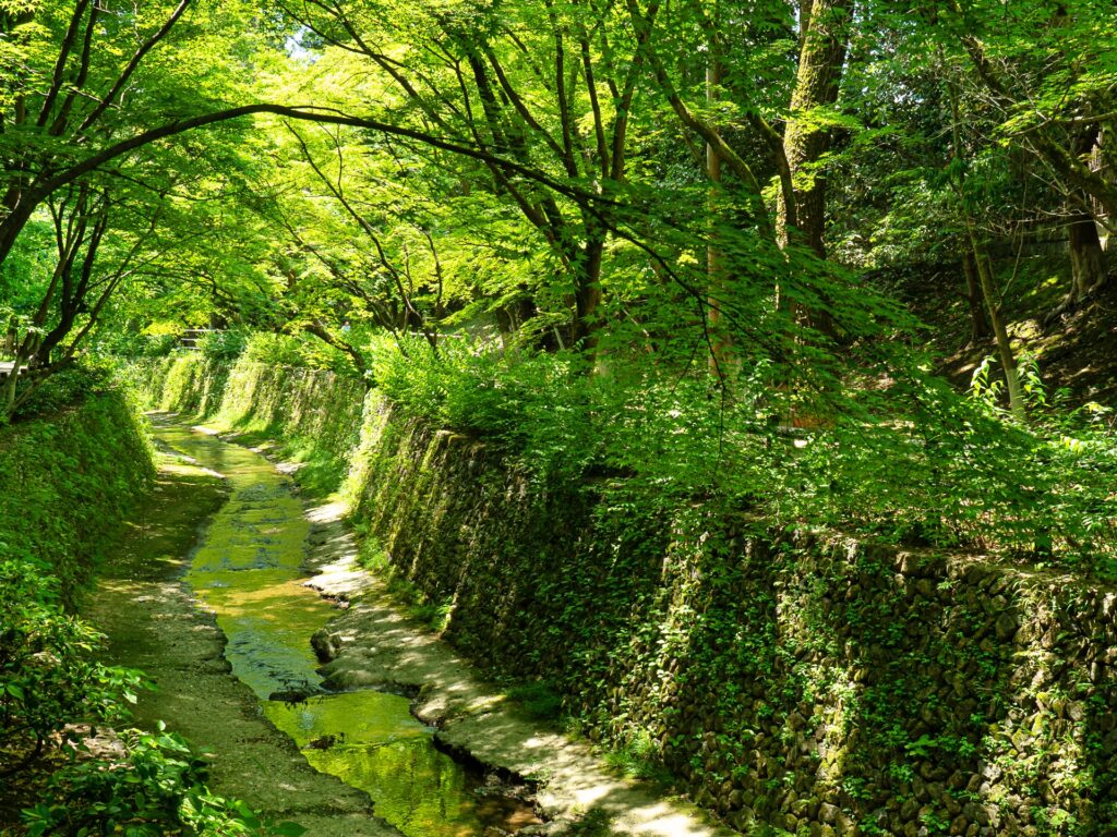 北野天満宮　史跡御土居　青もみじ