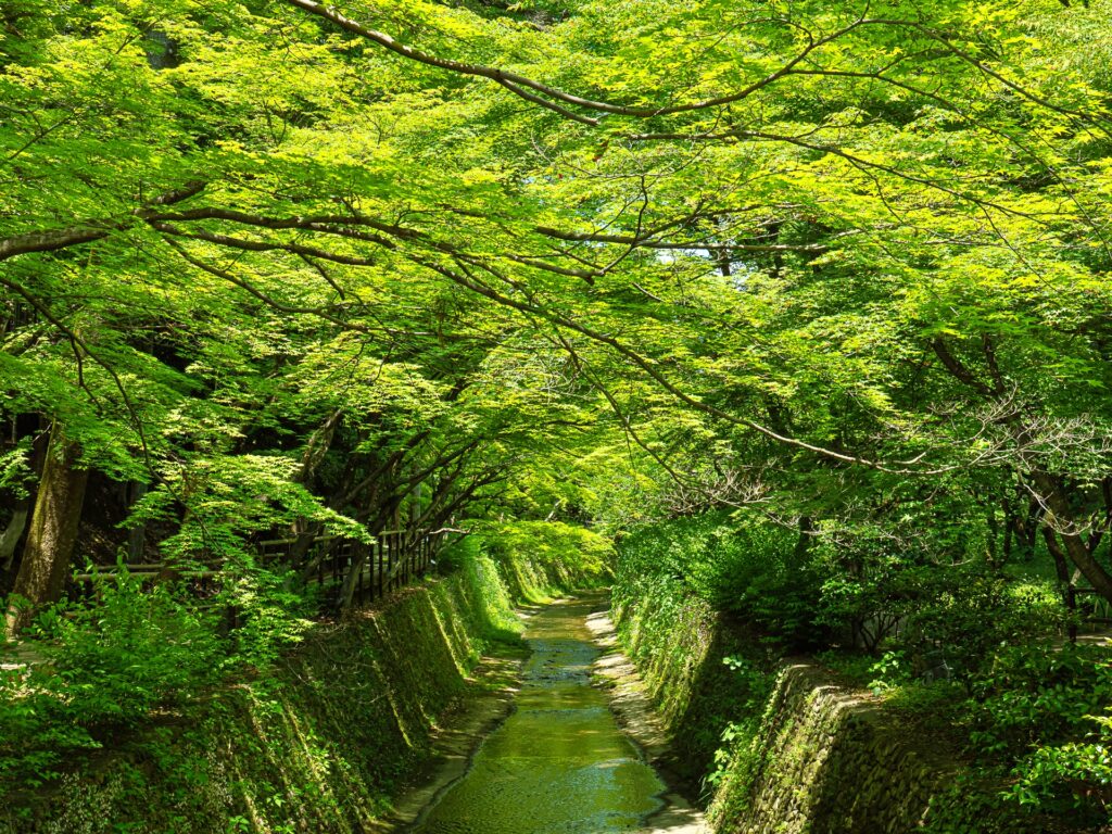 北野天満宮　史跡御土居　青もみじ