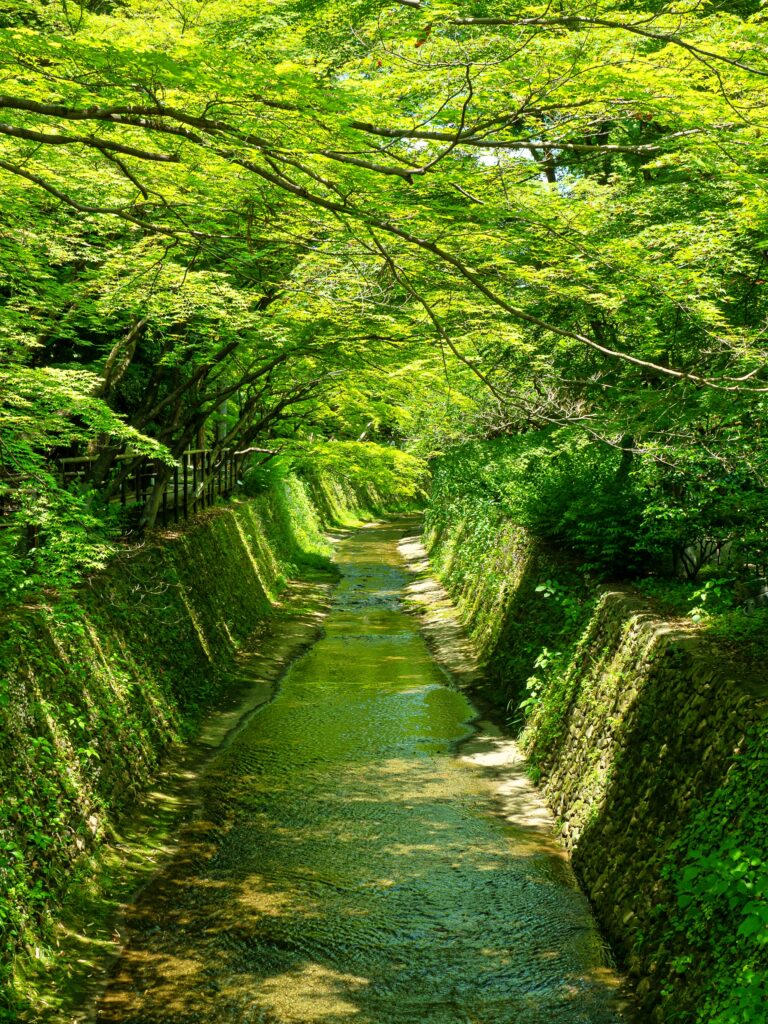 北野天満宮　史跡御土居　青もみじ