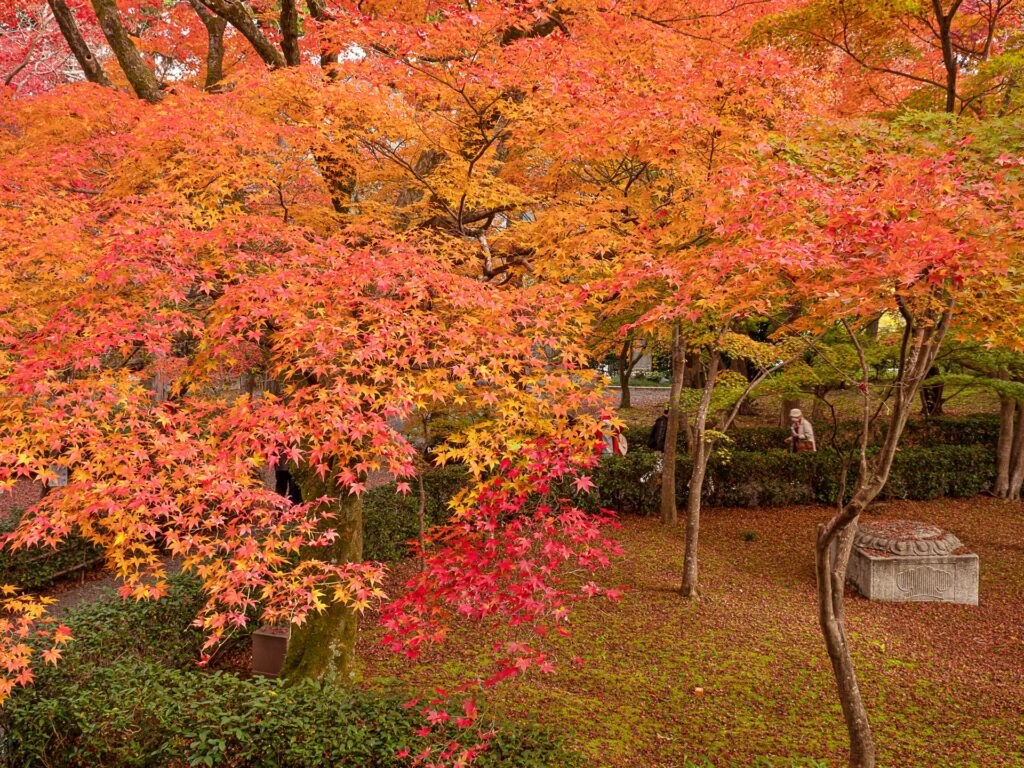 真如堂の紅葉　本堂　裏手