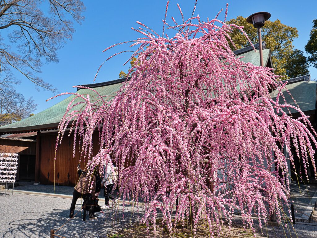 城南宮の梅　神輿舎前