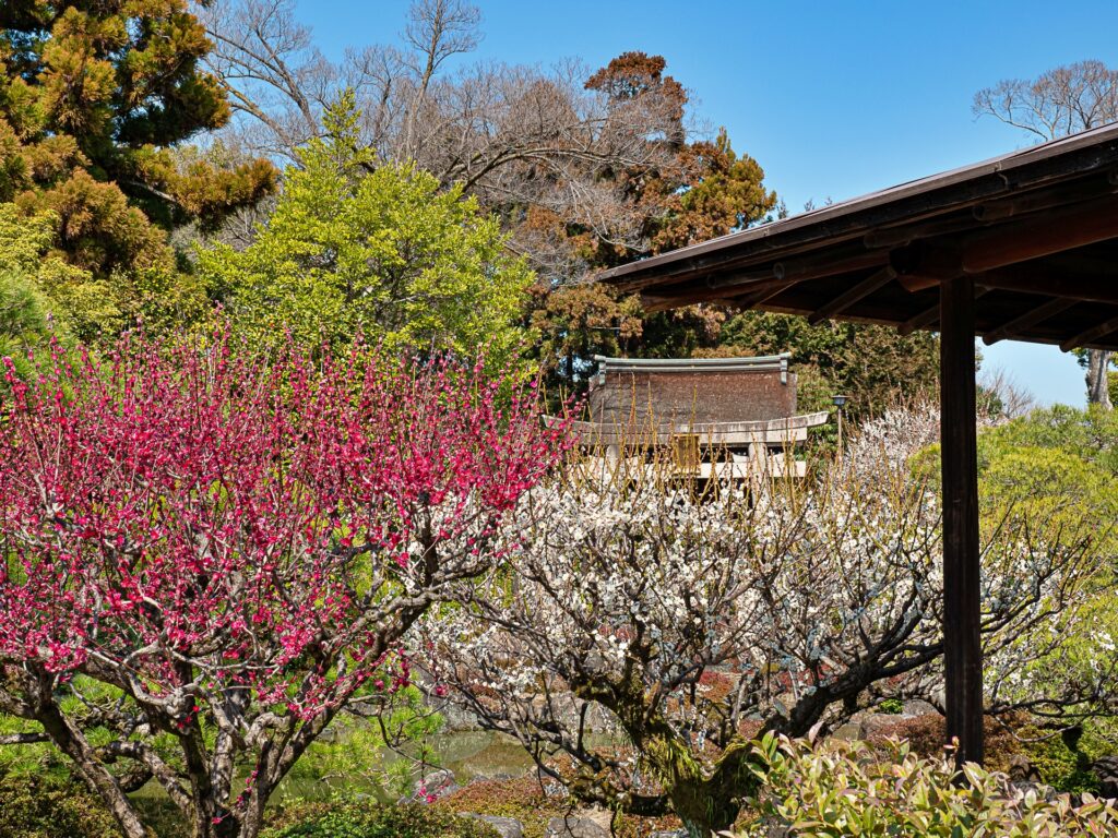 城南宮の梅　室町の庭