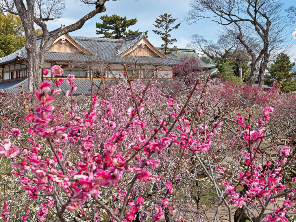 北野天満宮　梅宛