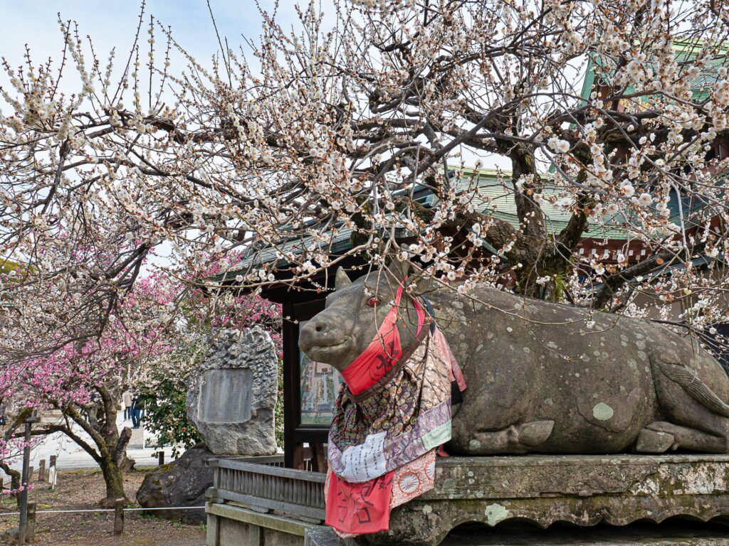 北野天満宮　梅と牛