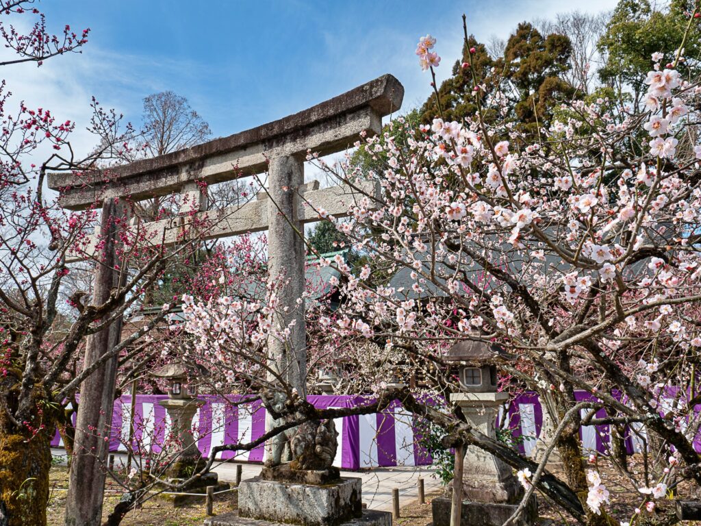 北野天満宮　摂末社と梅