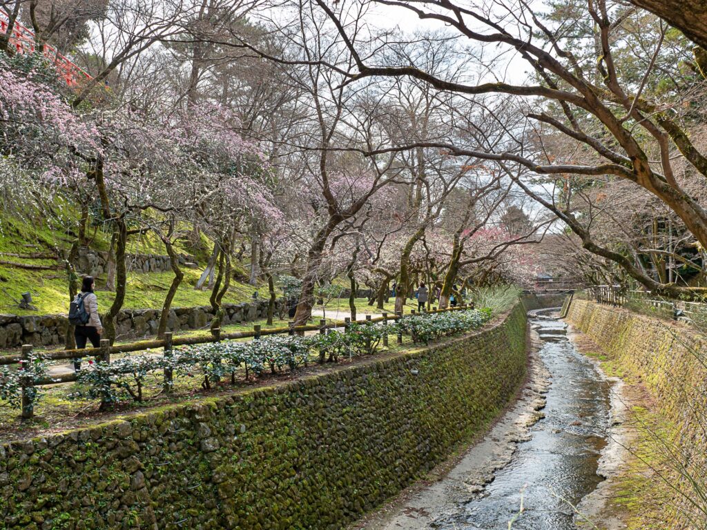 北野天満宮　御土居の梅