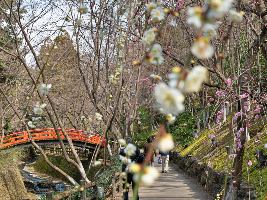 北野天満宮　御土居の梅