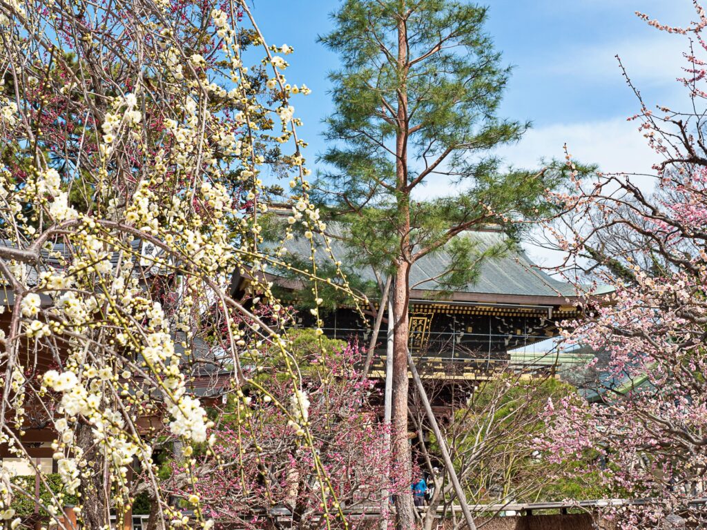 北野天満宮　楼門と梅