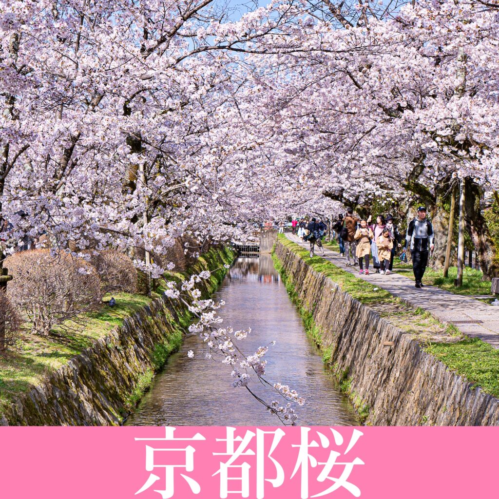 京都桜