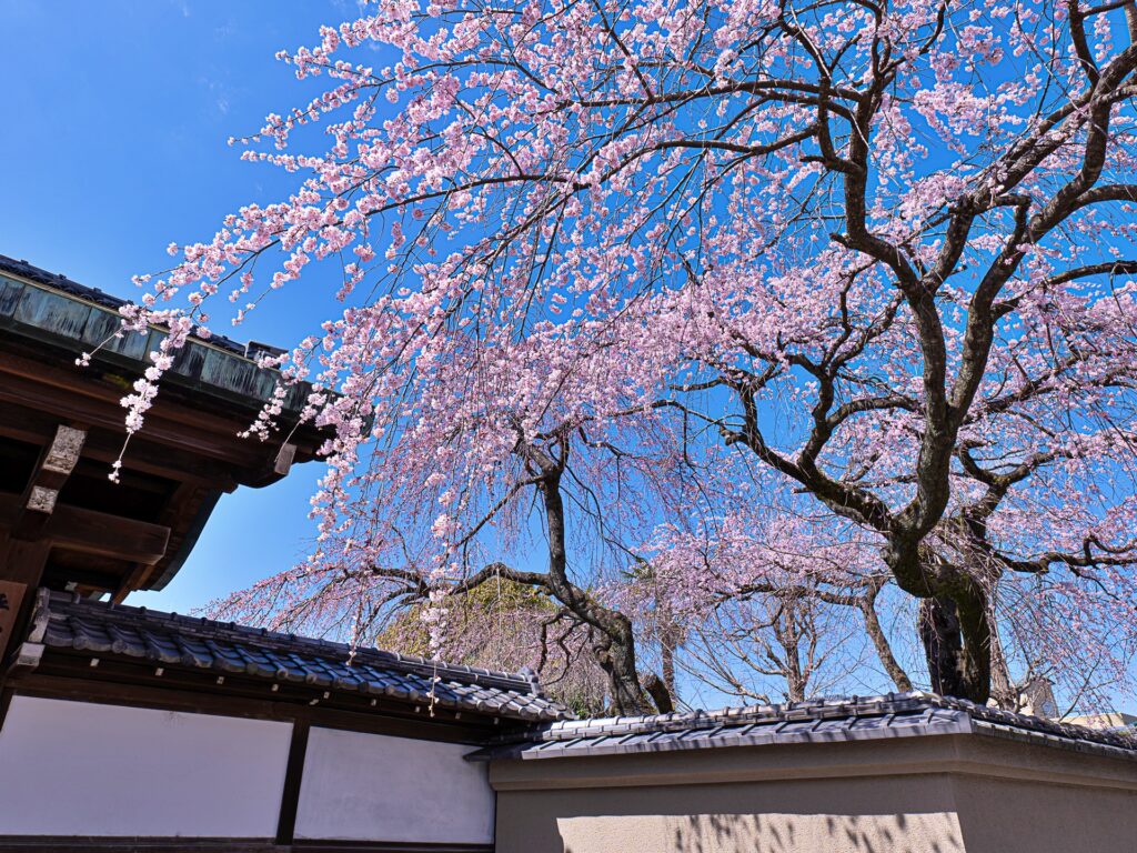 有栖川宮旧邸の枝垂れ桜