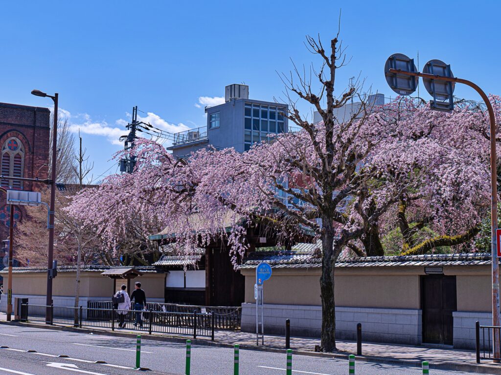 有栖川宮旧邸の枝垂れ桜