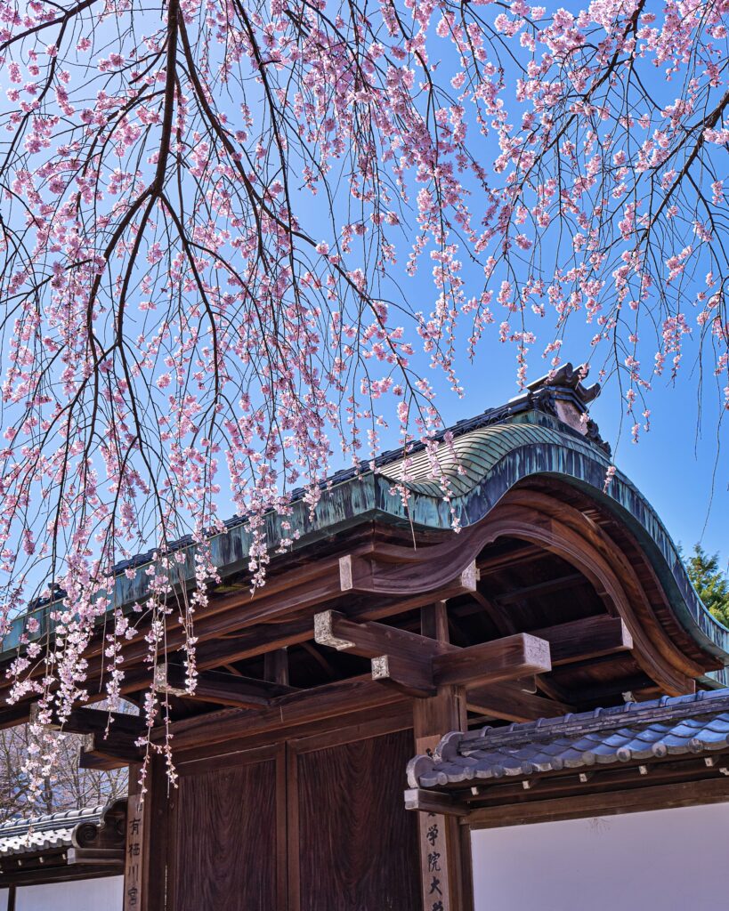 有栖川宮旧邸の枝垂れ桜　青天門