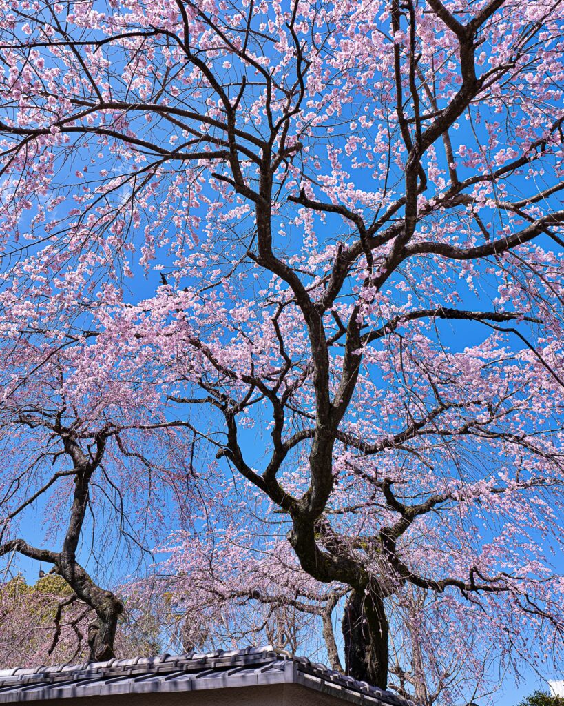 有栖川宮旧邸の枝垂れ桜