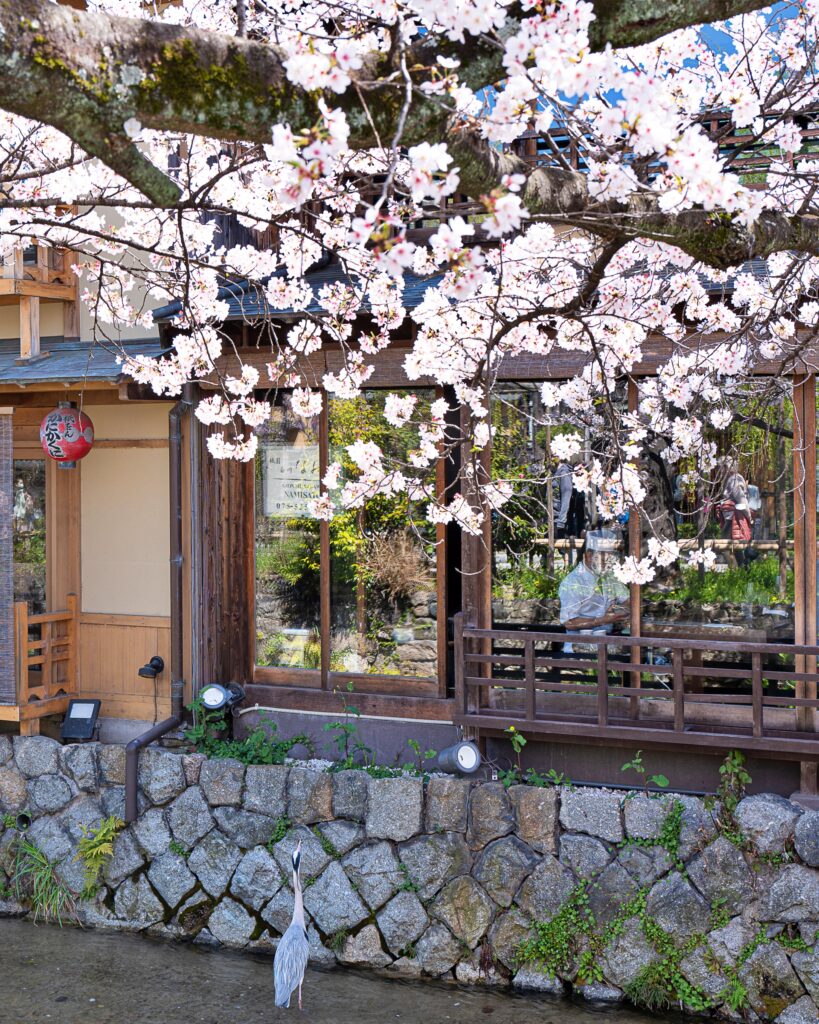 祇園白川　料亭と桜