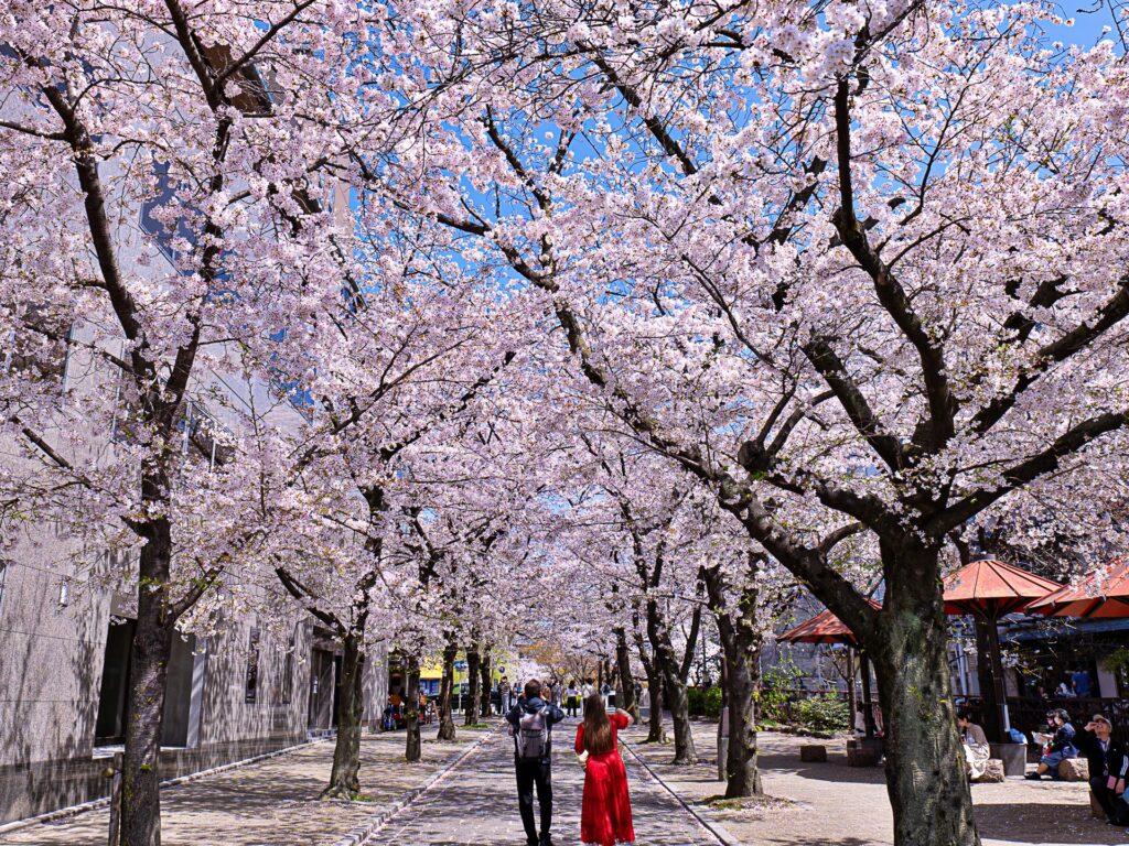 祇園白川　白川南通りの桜