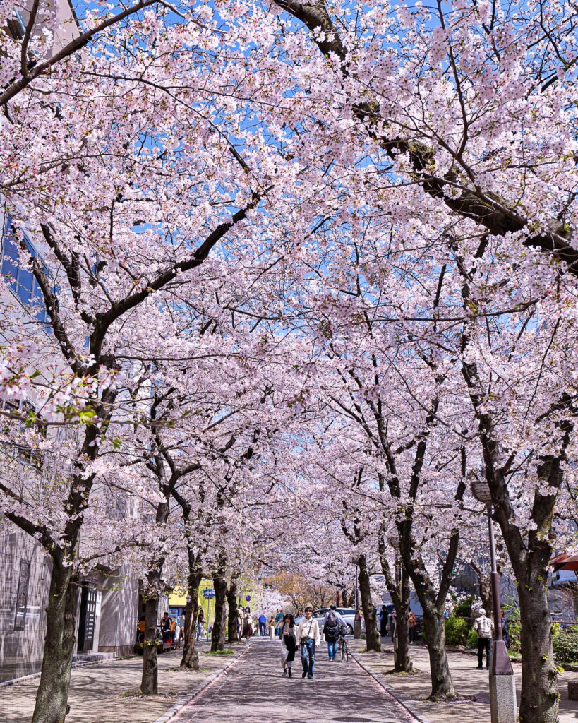 祇園白川　白川南通りの桜