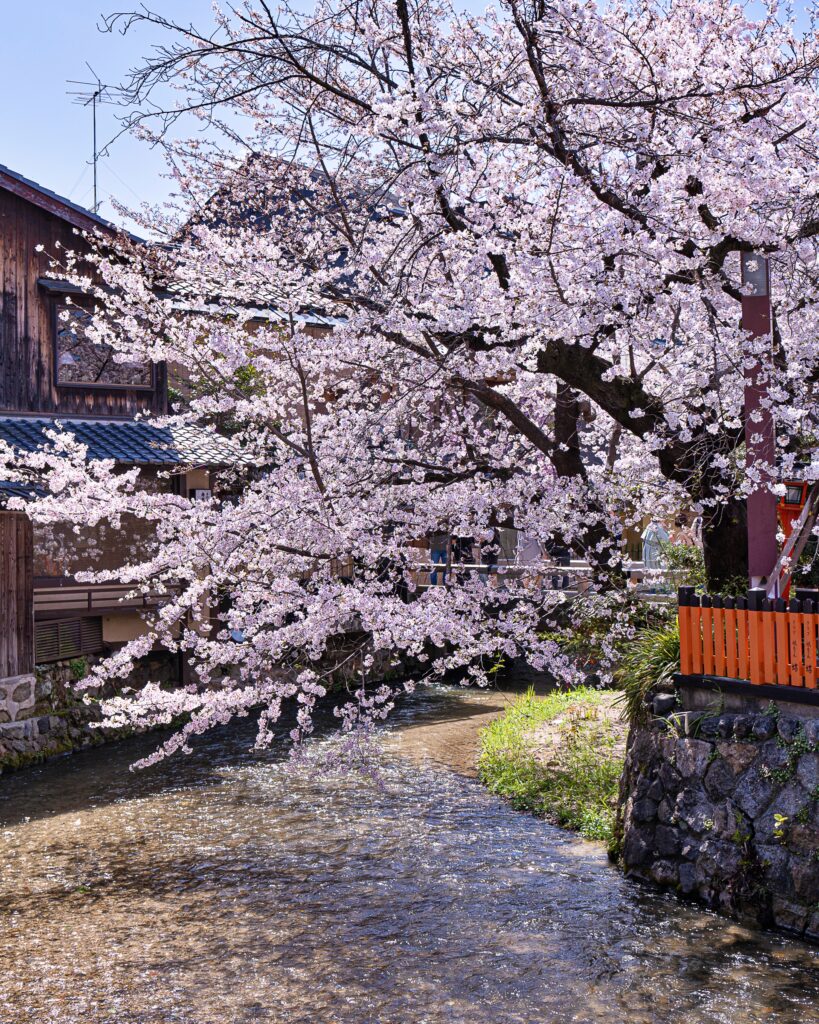 祇園白川　桜