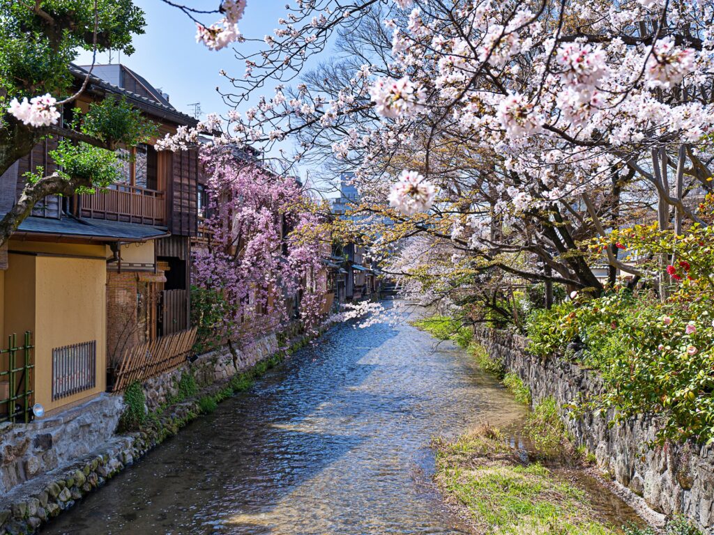 祇園白川　巽橋　桜