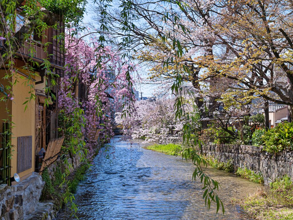 祇園白川　巽橋　桜