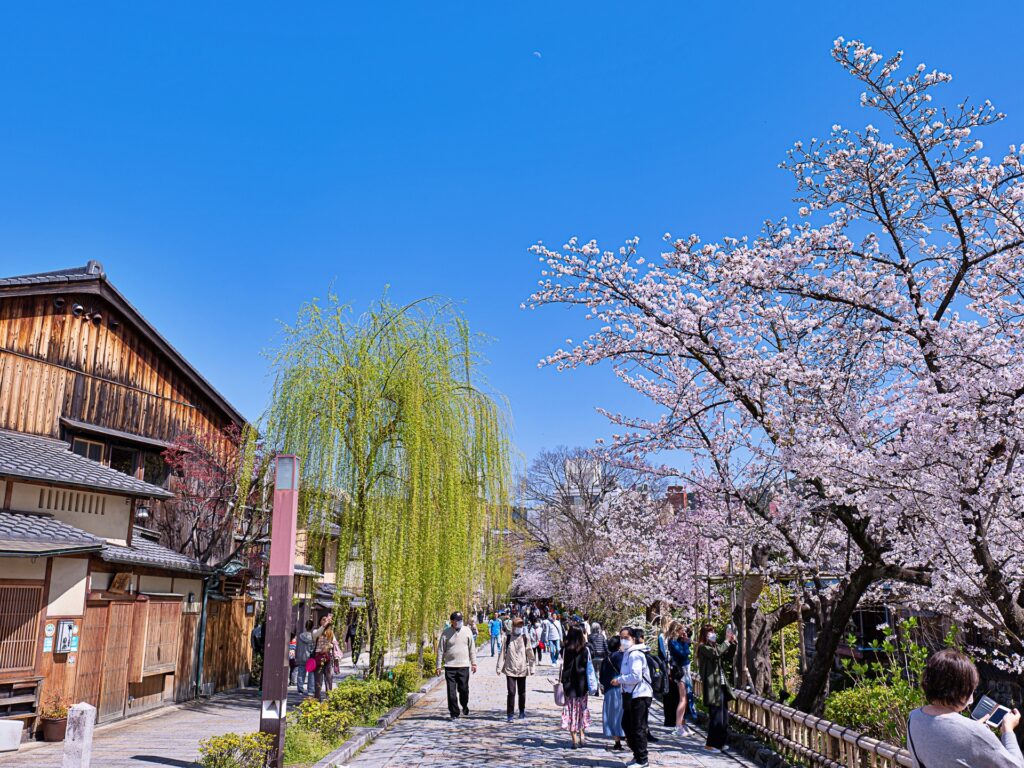 祇園白川　白川南通りの桜