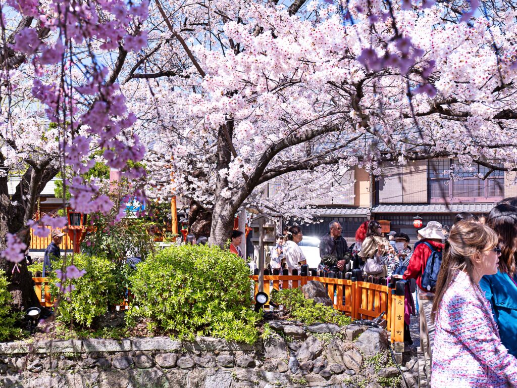 祇園白川　巽橋　桜