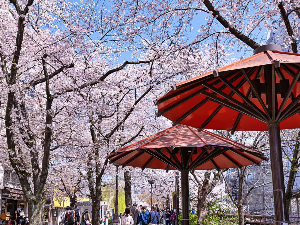 祇園白川　白川南通りの桜