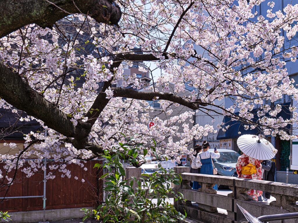 祇園白川　大和橋　桜