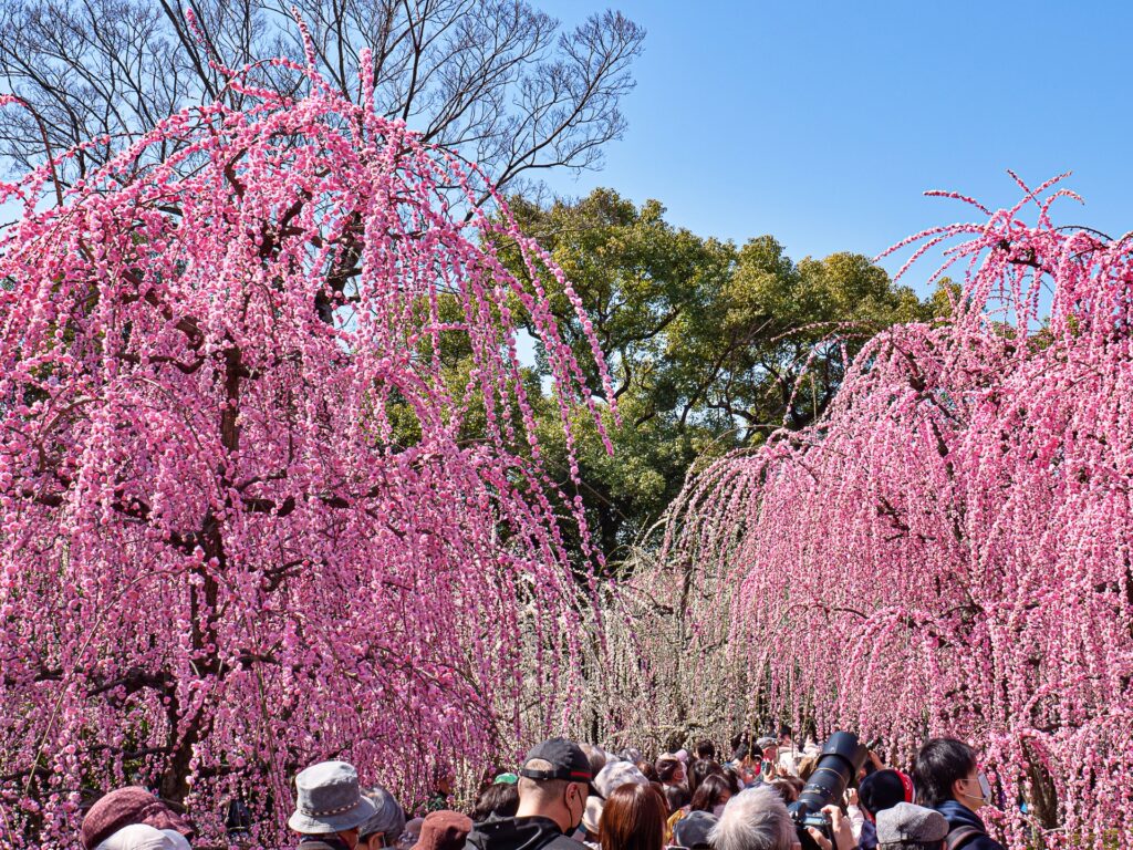 城南宮の梅　春の山