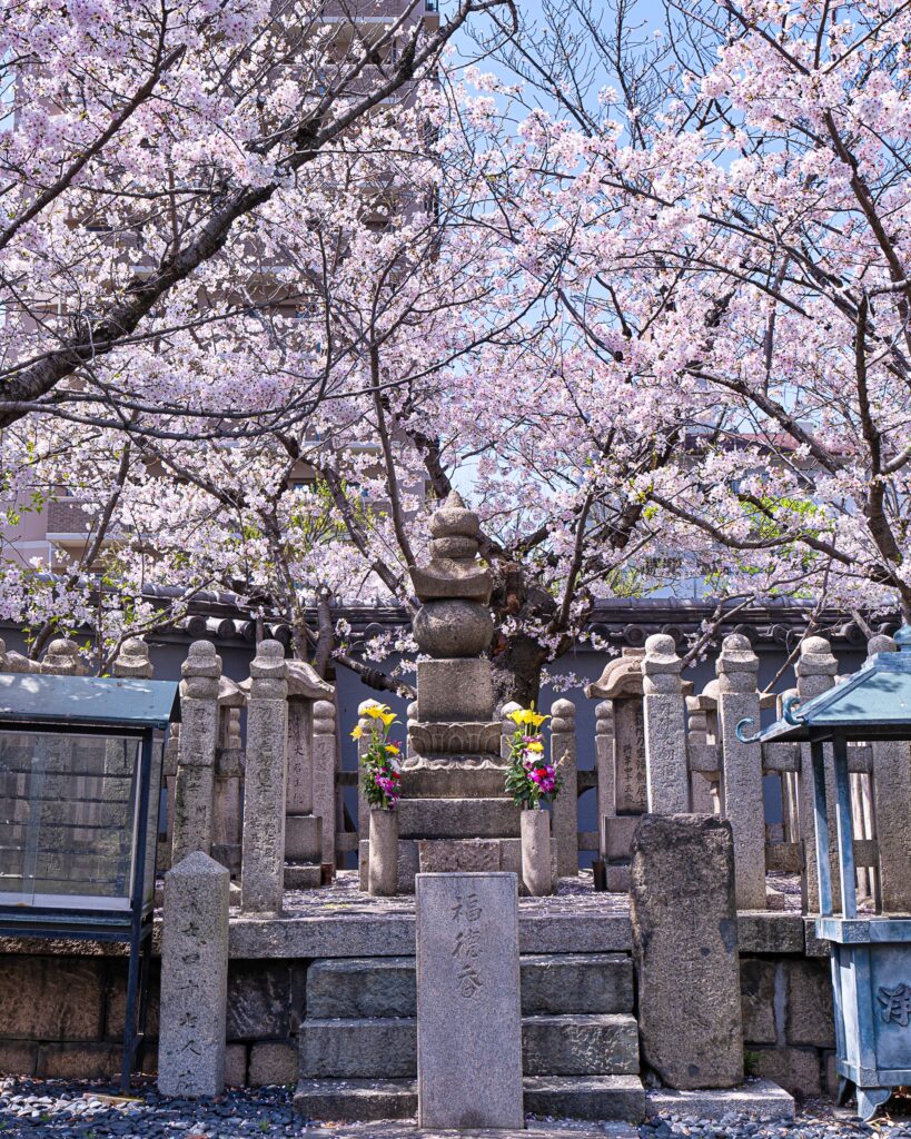 吉祥寺　義士の墓と桜