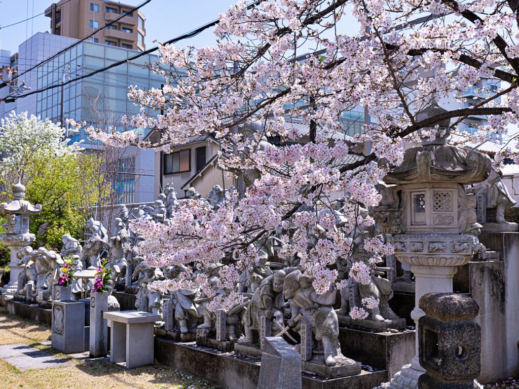 吉祥寺　義士の像と桜