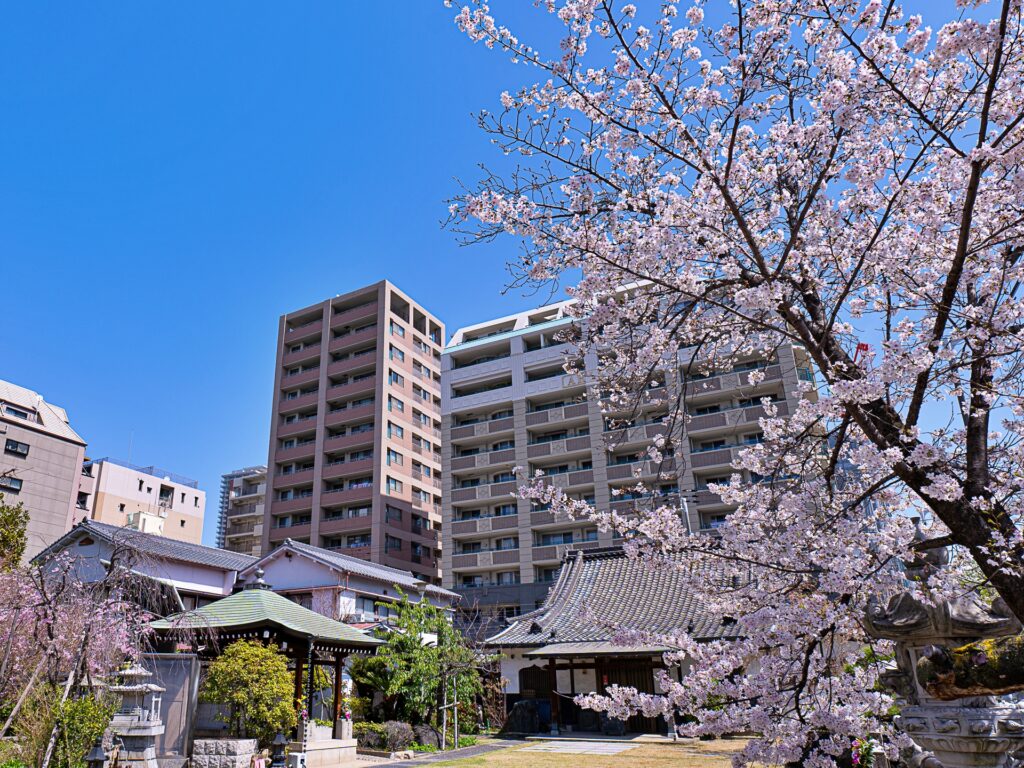 吉祥寺　桜