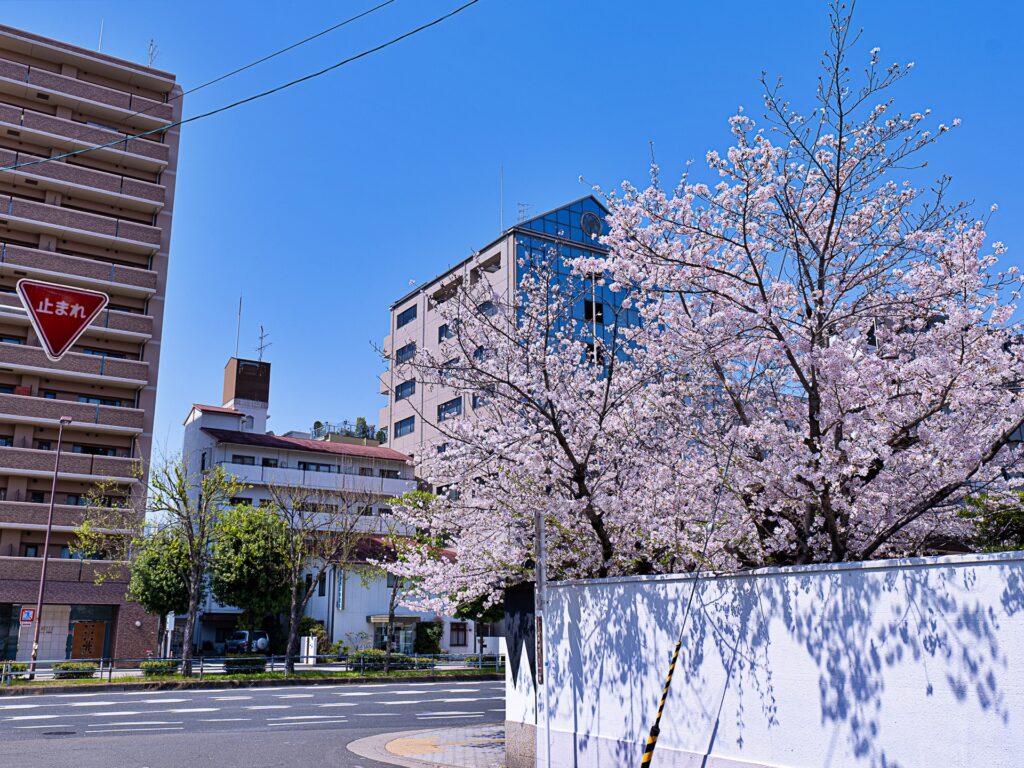 吉祥寺の桜　谷町筋