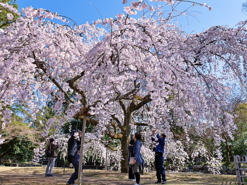 京都御苑　近衛邸跡の糸桜