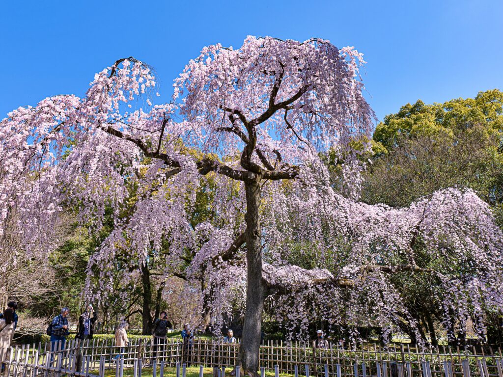 京都御苑　出水の枝垂れ桜