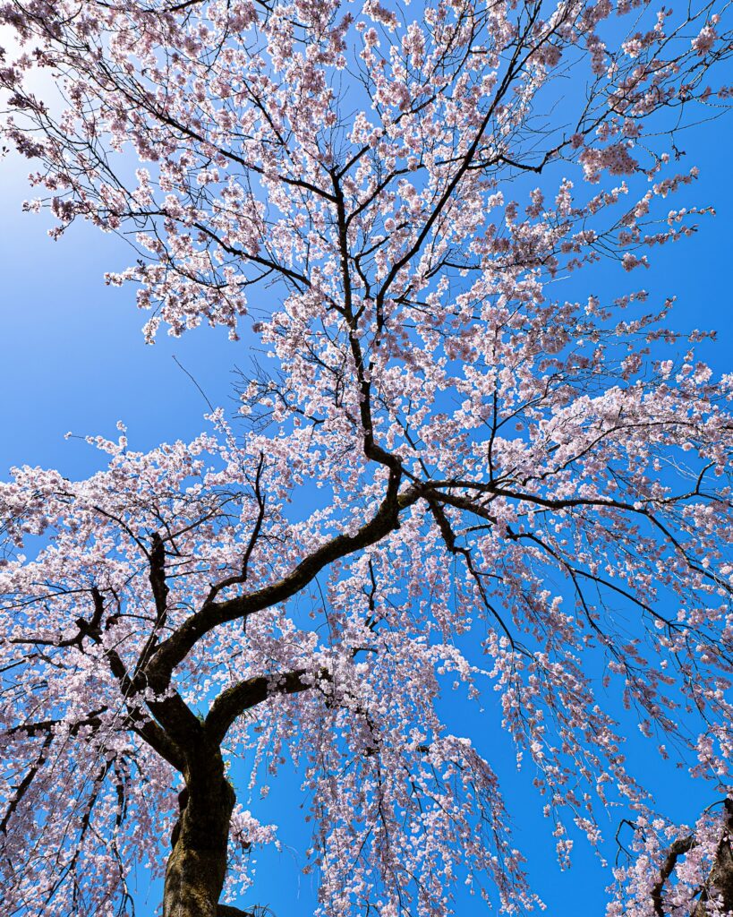 京都御苑　出水の枝垂れ桜