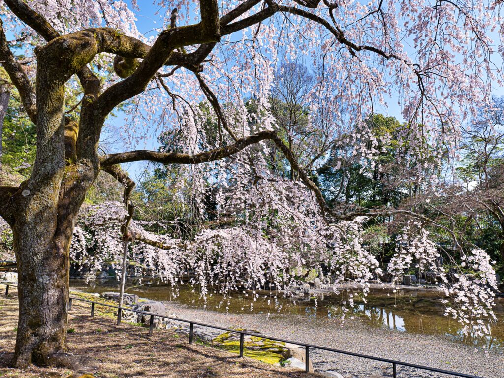 京都御苑　近衛邸跡の桜と近衛池